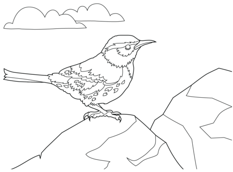 Cactus Wren Coloring Page